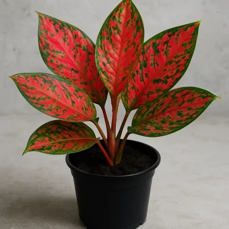 Aglaonema Geddon