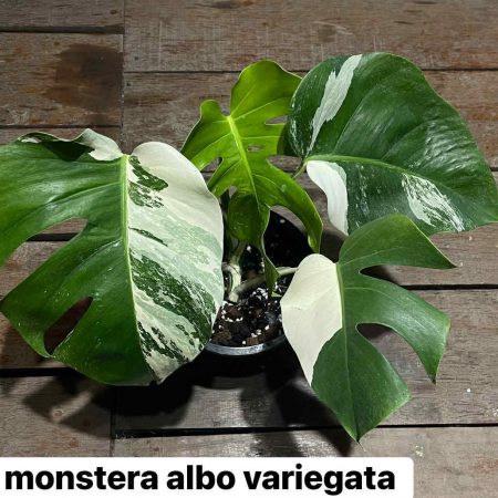 Monstera albo variegata (Монстера вариегатная)