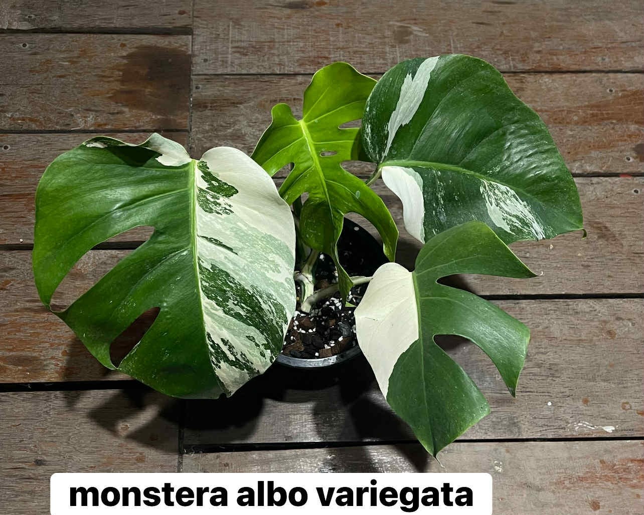 Monstera albo variegata (Монстера вариегатная)