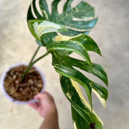 Monstera deliciosa (Монстера Медуза)
