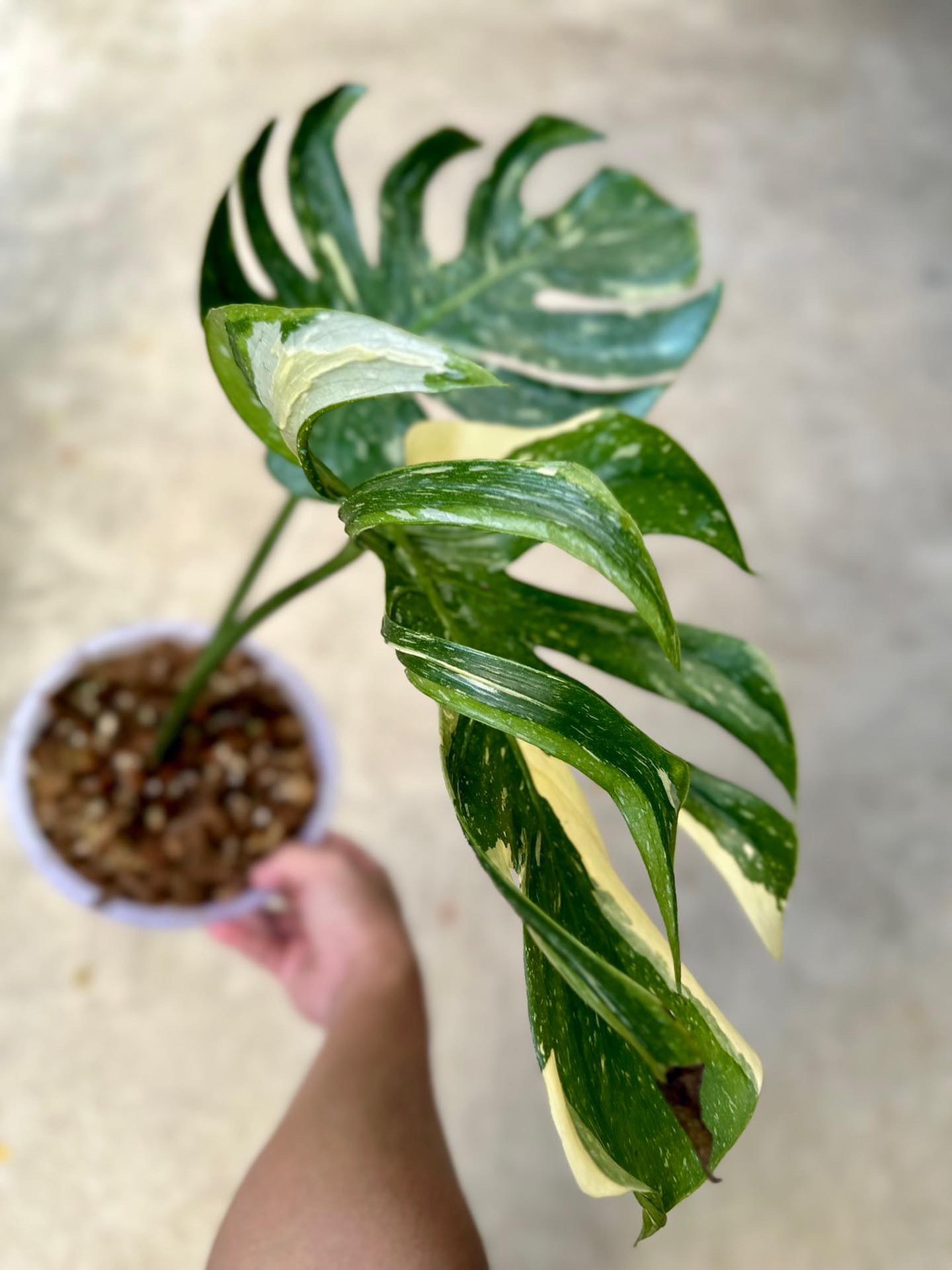 Monstera deliciosa (Монстера Медуза)