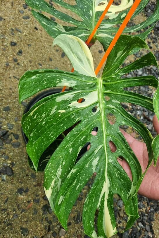 Monstera deliciosa (Монстера Медуза) — изображение 3