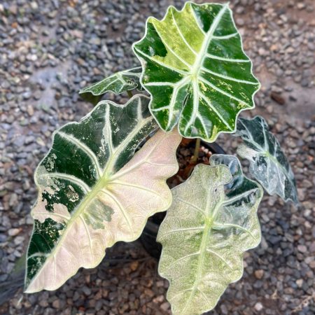 Alocasia Amazonica variegated