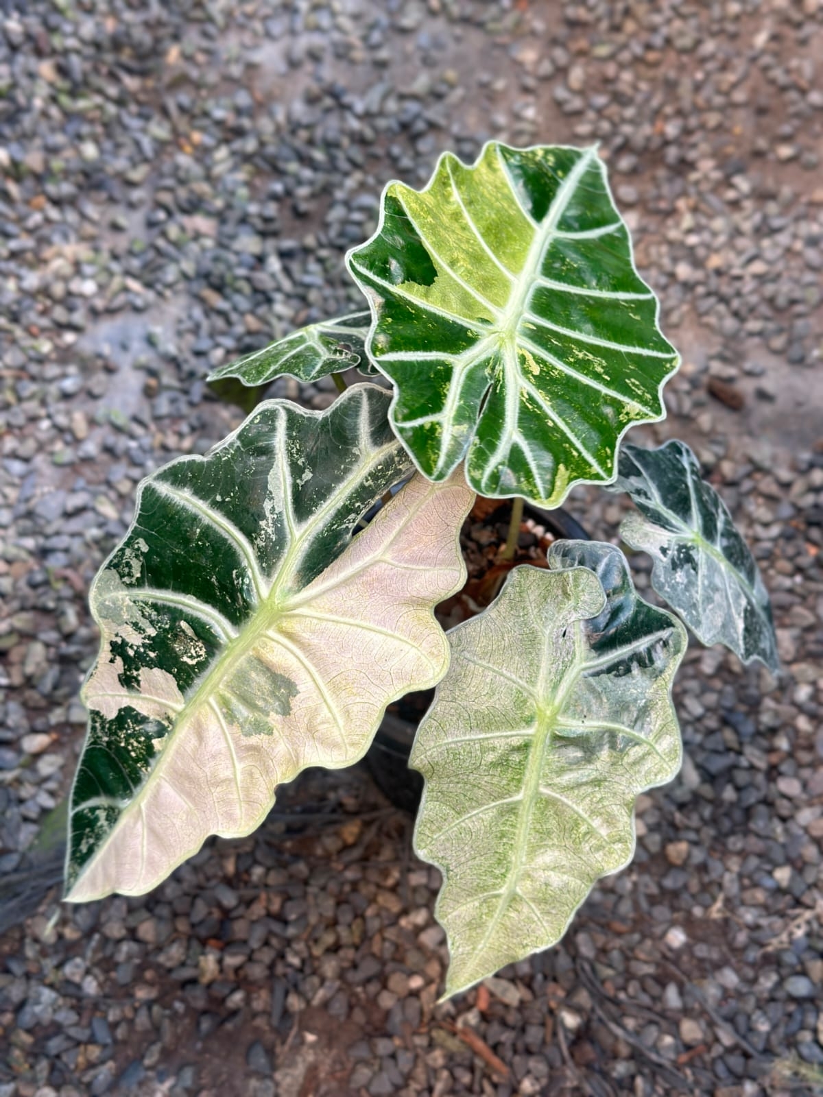 Alocasia Amazonica variegated