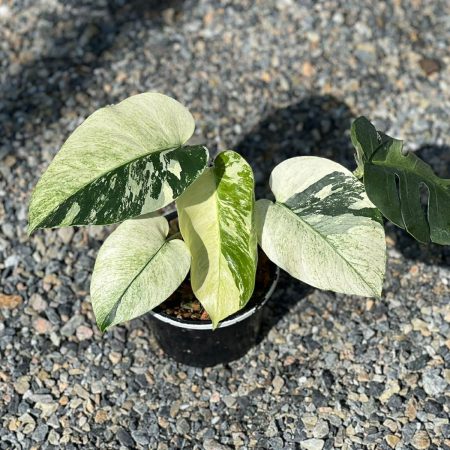 Monstera full mint (Монстера Делициоза Фулл Минт)