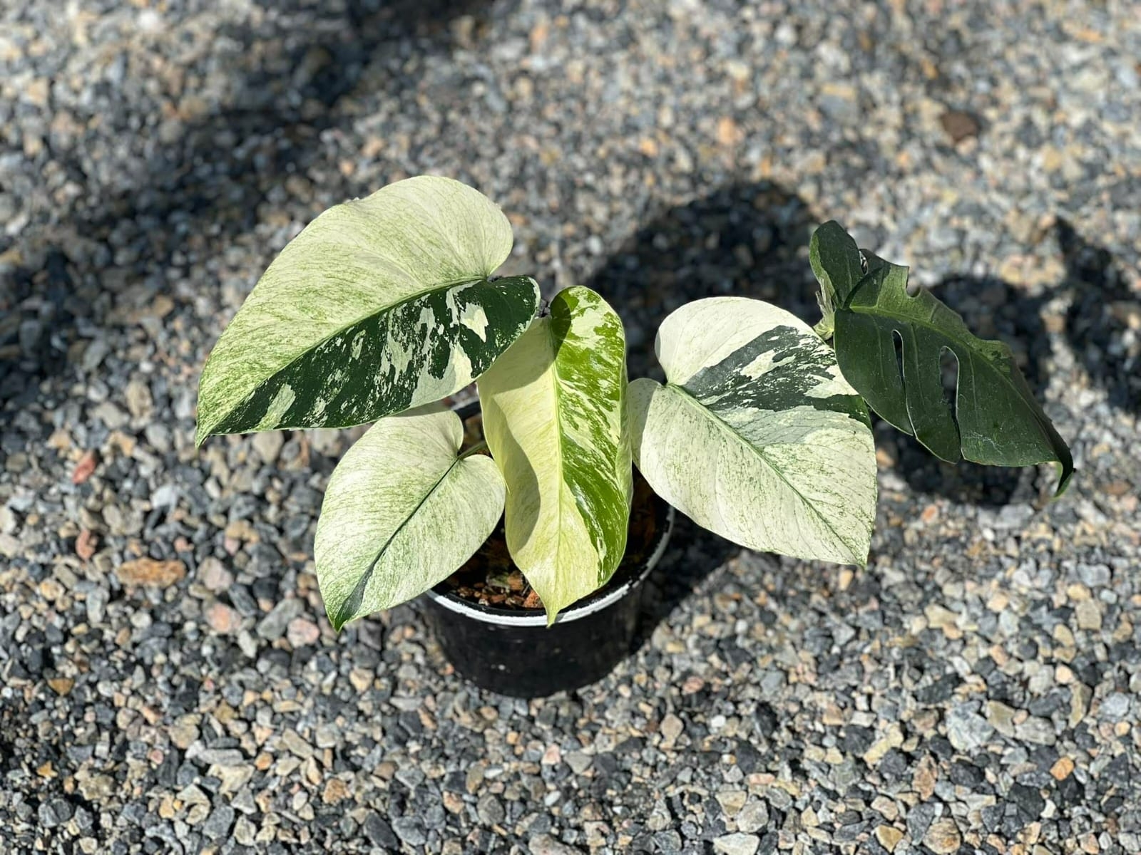 Monstera full mint (Монстера Делициоза Фулл Минт)